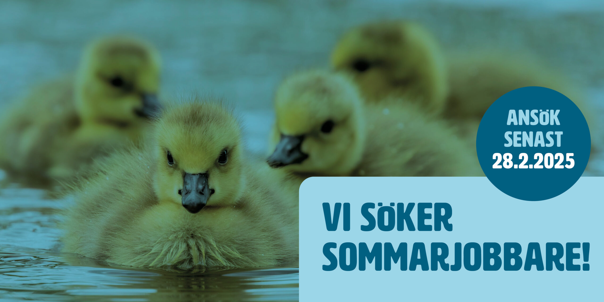 Sök sommarjobb hos oss på JNT! 🌞